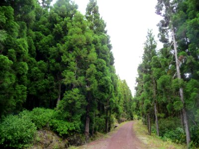 Route forestière dans la forêt de Cryptoméria du Japon ou … 