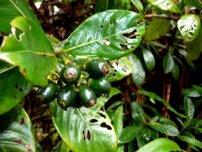 Losto café ou Bois d'osto, Gaertnera vaginata, Rubiacées 