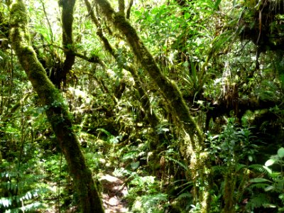 Jungle réunionnaise encore et toujours 