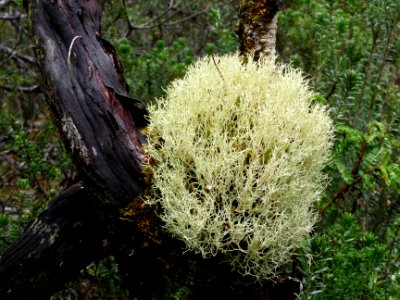 Lichen jaune pâle en boule 