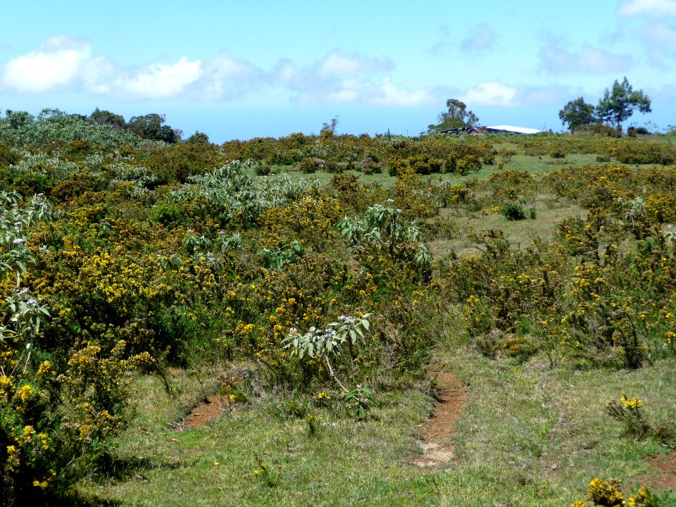 Bordure de la Plaine des Cafres 