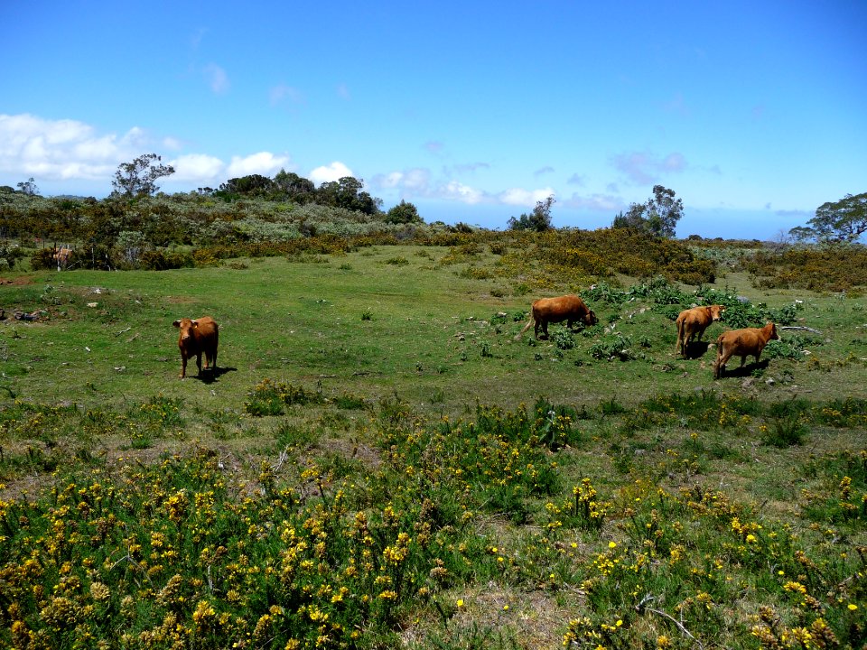 Plaine des Cafres, élevage de vaches laitières 