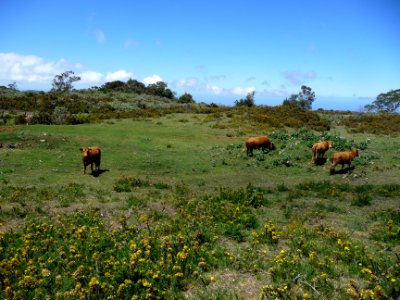 Plaine des Cafres, élevage de vaches laitières photo