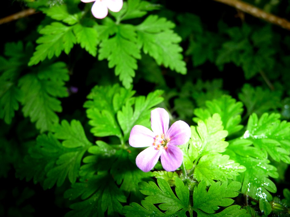 Géranium des bois, Geranium sylvaticum, Géraniacées 
