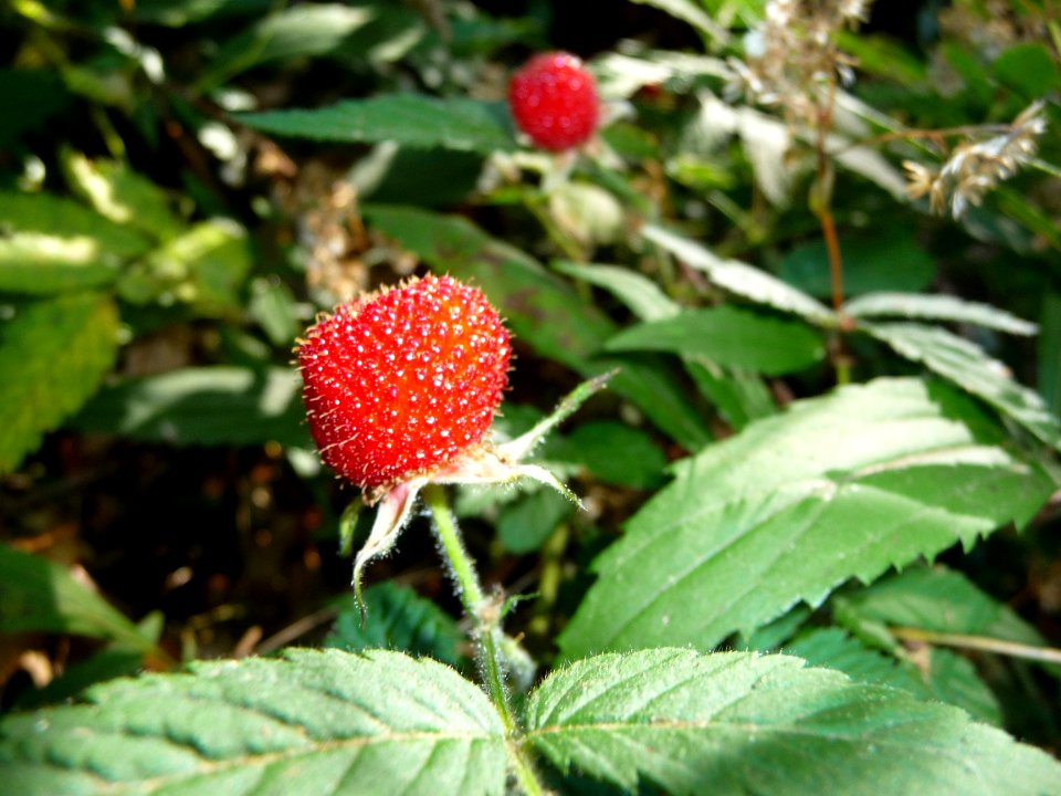 Fraisier d'Lo ou Fraisier des Indes ou Fraisier de Duchesn… 