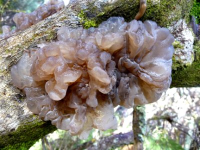 Un champignon gélatineux comme une méduse 