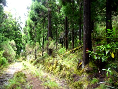 Fin de la descente dans la forêt de Cryptoméria du Japon o… 