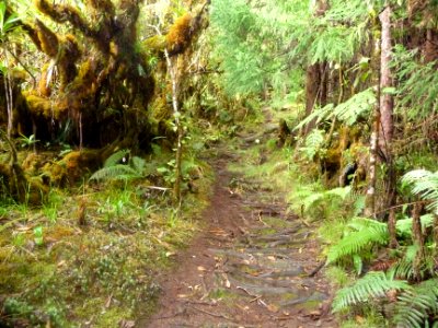 Le sentier en lisière des Crytomerias passe prsè d'un arbr… 