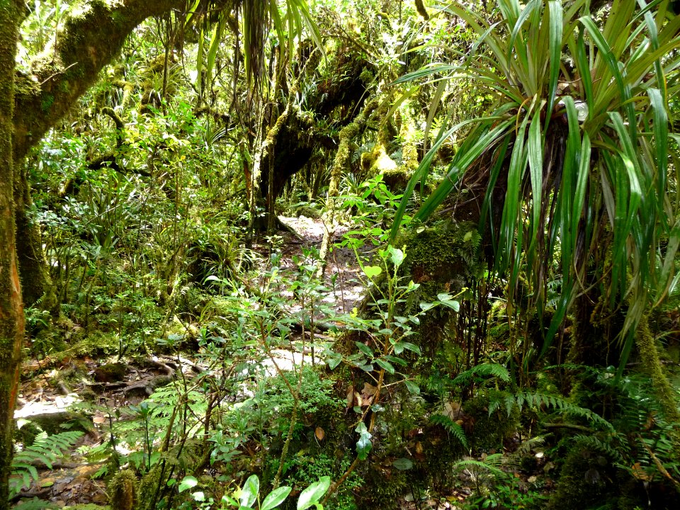 Jungle réunionnaise encore et toujours 