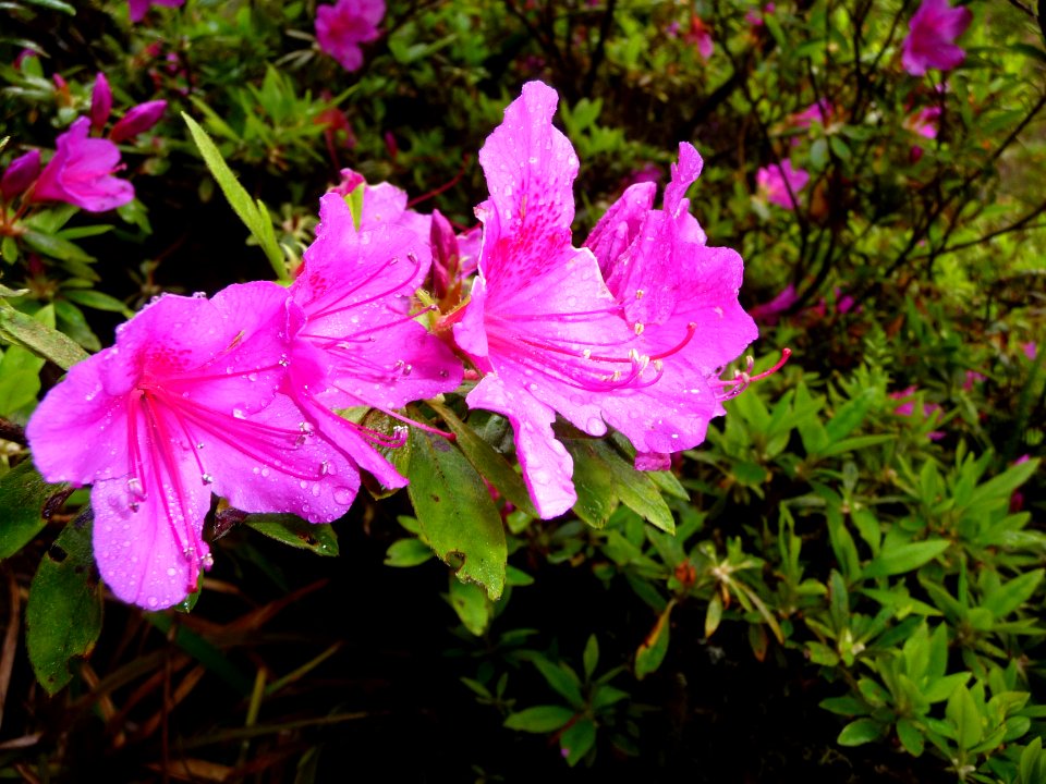 Rhododendron sp, Ericacées 