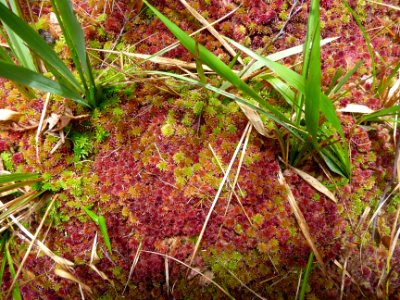 Tapis végétal de sphaignes de couleur rose et verte 