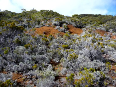 Branle blanc, Stoebe passerinoides, végétation caractérist… 
