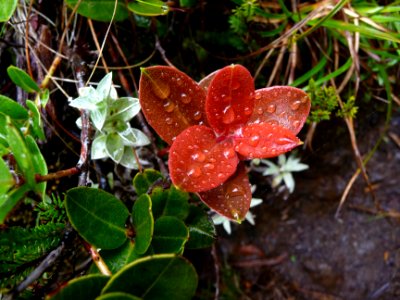 Rouge et vert, gouttes d'eau 