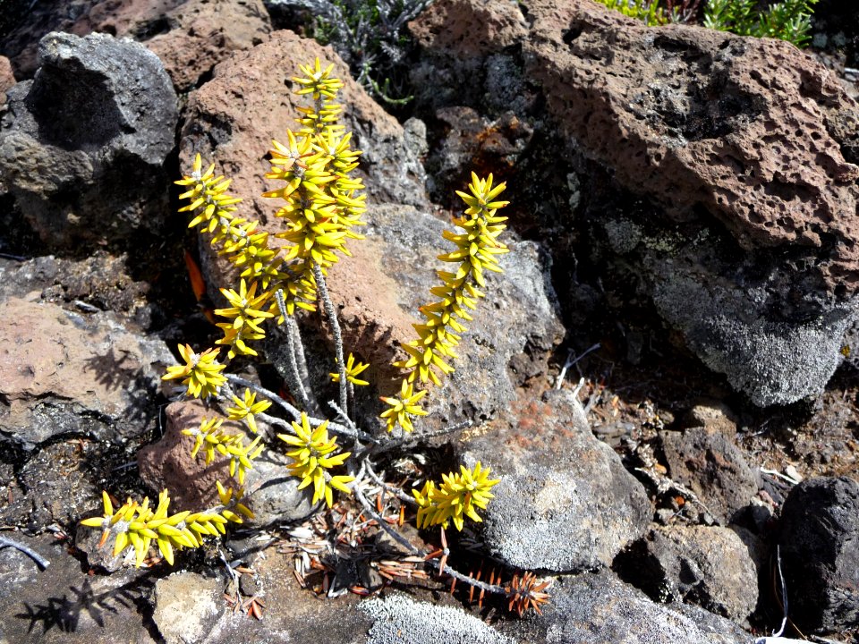 Ambaville bâtard (Phylica Nitida) 