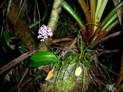 Arnottia mauritania 