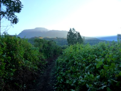Le chemin est bordé de vigne marronne très haute, Rubus al… 
