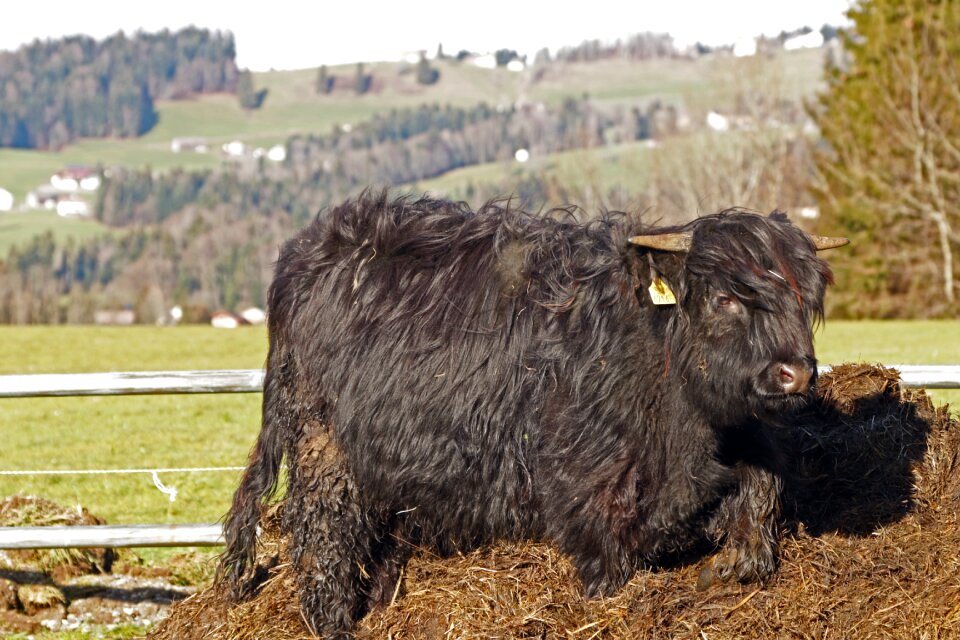 Cattle animals agriculture