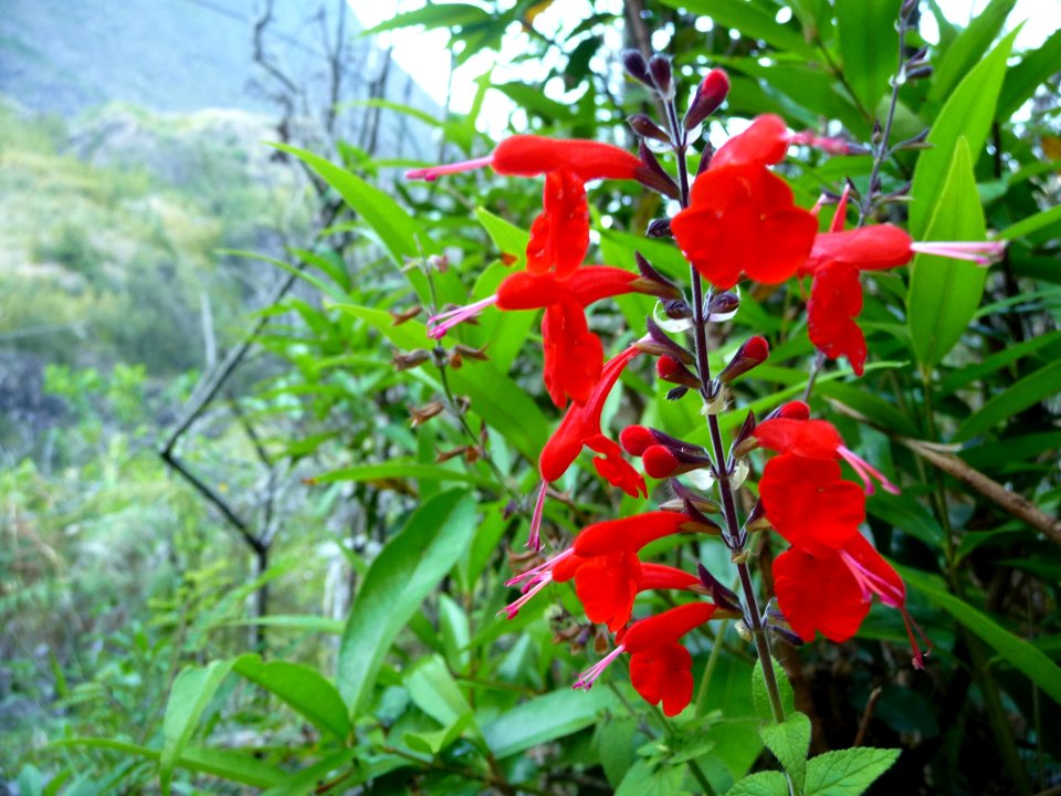 Sauge du Texas ou Sauge écarlate, Salvia coccinea, Salvacé… 
