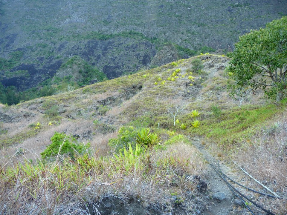 Tuyaux le long du sentier 