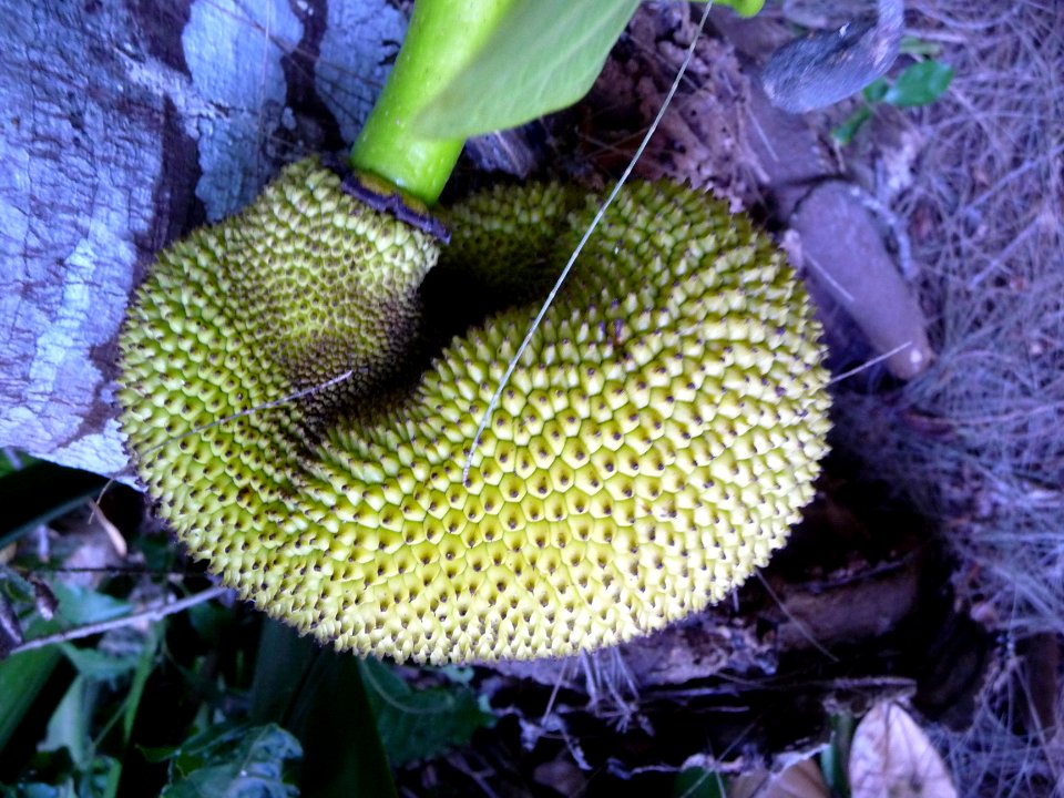 Fruit du Jacquier, Artocarpus heterophyllus 