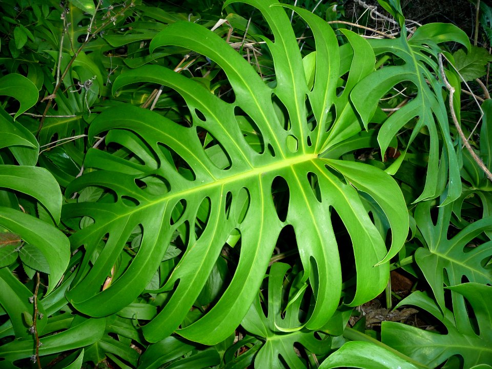 Faux philodendron, Monstera deliciosa, Aracées 
