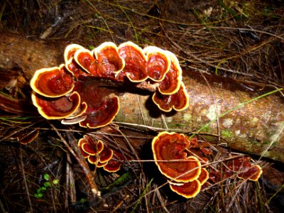 Champignons 