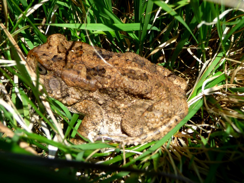 Un crapaud, Bufo gutturalis 
