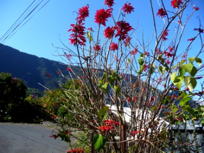 Poinsetta Etoile de Noël, Euphorbia pulcherrima, Euphorbia… 
