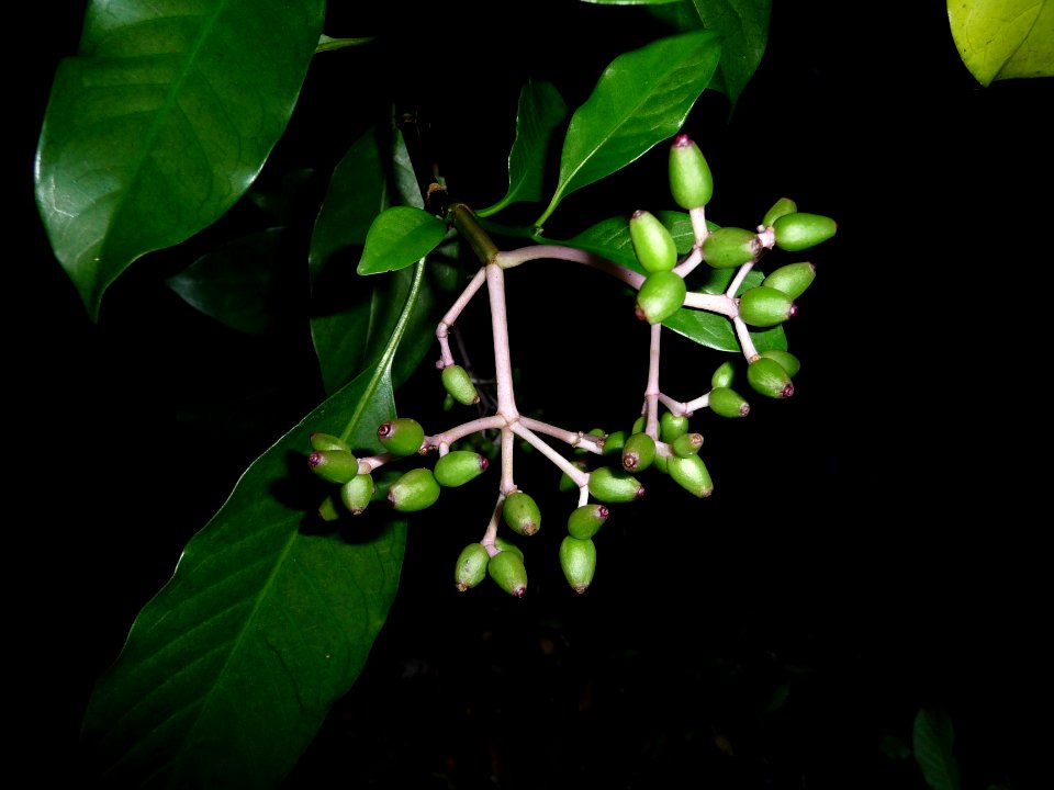 Bois de corail, Chassalia corallioides, Rubiacées 