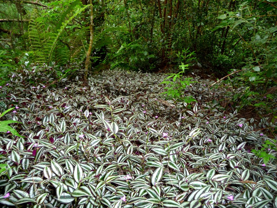Un parterre de feuilles vernissées, blanches et vertes 