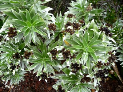 Gouttes d'eau sur du Bois de Velours blanc, Helichrysum he… 