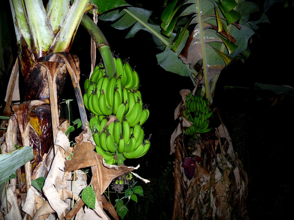 Régime de bananes, Musa, Musacées 