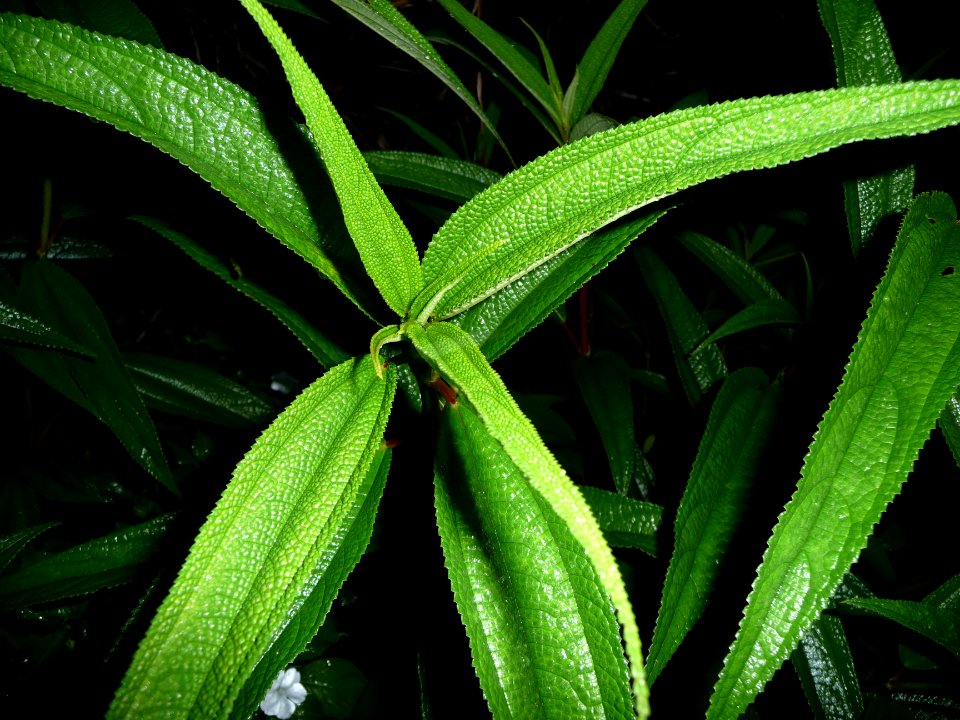 Bois de chapelet, Boehmeria penduliflora, Urticacées 