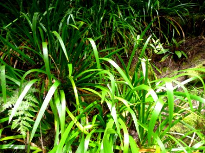 Laîche de Wahlenberg, Carex wahlenbergiana, Cyperacées 