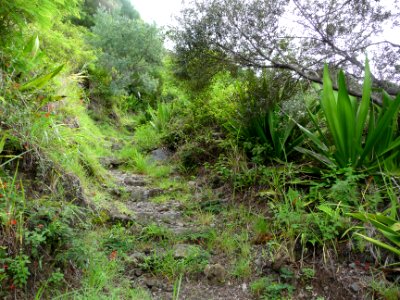Des marches, sauges écarlates, chocas verts 