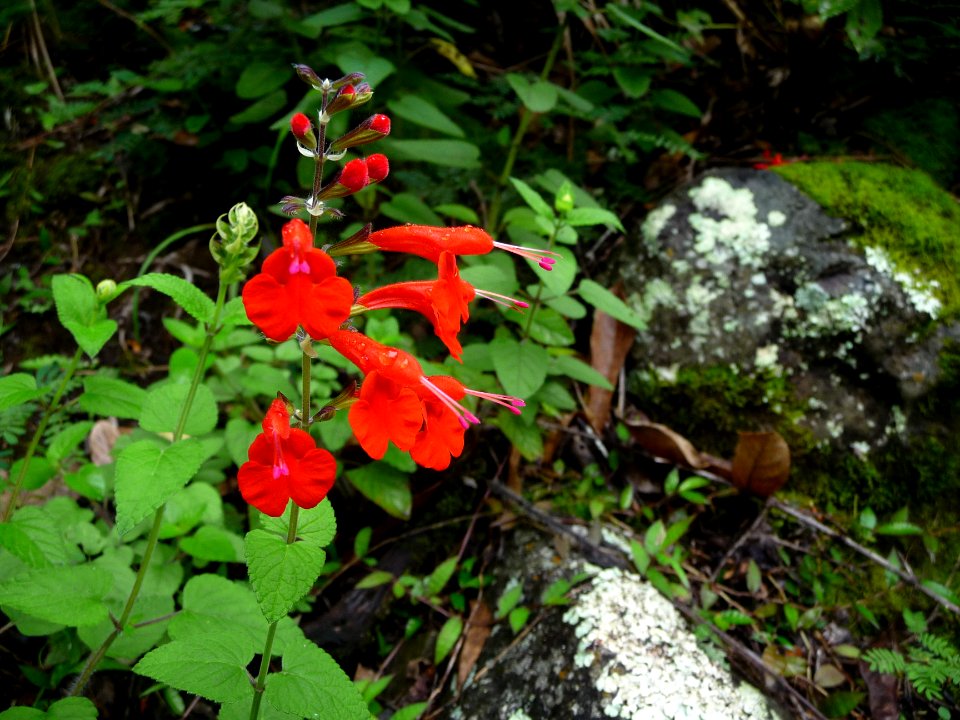 Sauge écarlate, Salvia coccinea, Lamiacées 