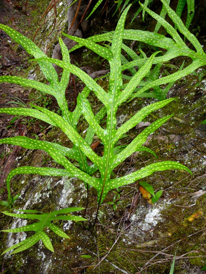 Fougère Patte de lézard, Phymatosorus scolopendria, Poly… 