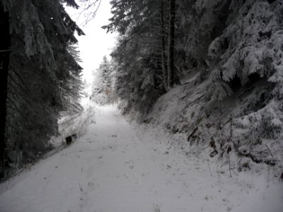 Tout le sous-bois est ouaté par la neige froide et collant… 