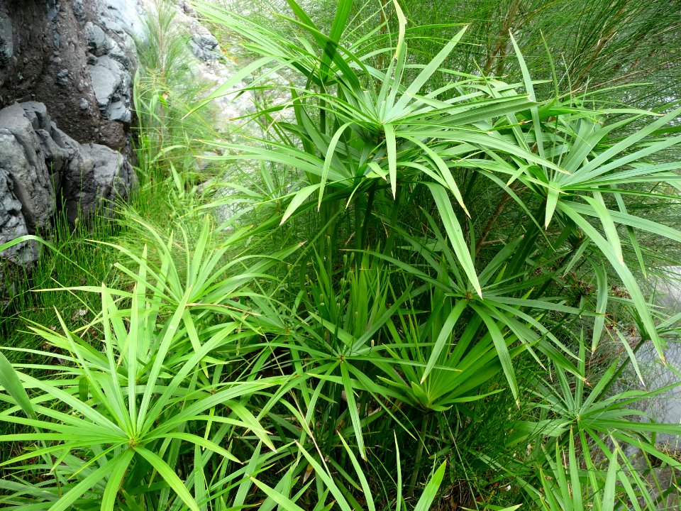 Papyrus, Cyperus papyrus, Cyperacées au niveau du Bras Rou… 