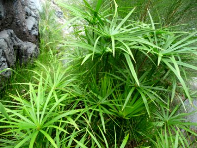 Papyrus, Cyperus papyrus, Cyperacées au niveau du Bras Rou… 