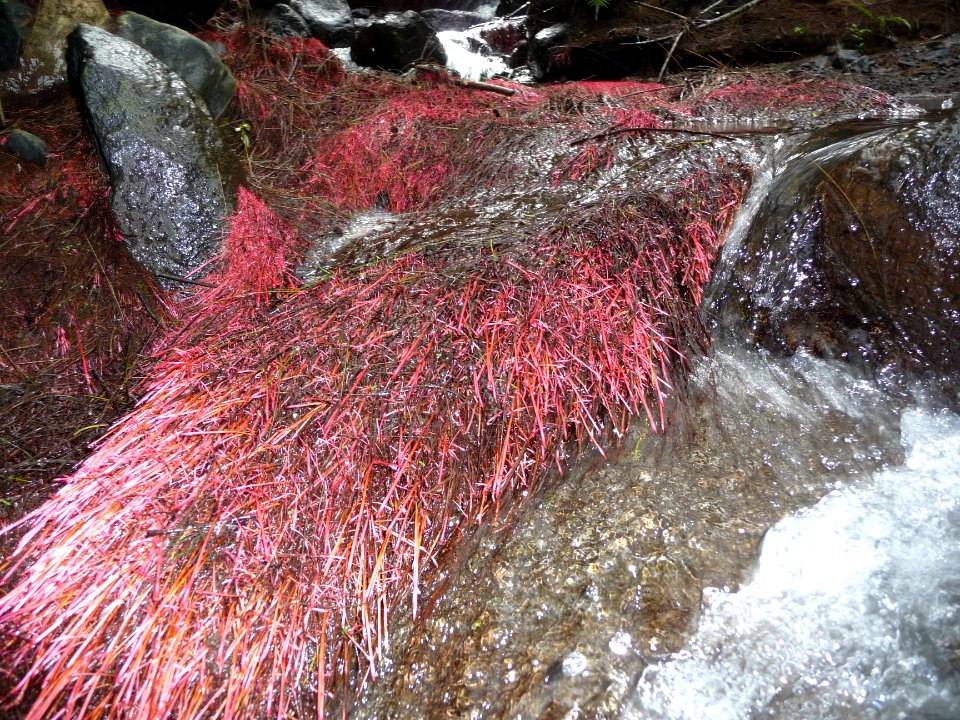 Sorte de filaments rouges, torrent, en remontant le sentie… 