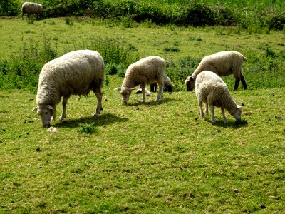 Des moutons paissent tranquillement 