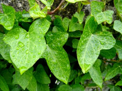 Lierre, Hedera helix, Araliacées, et gouttes de pluie 