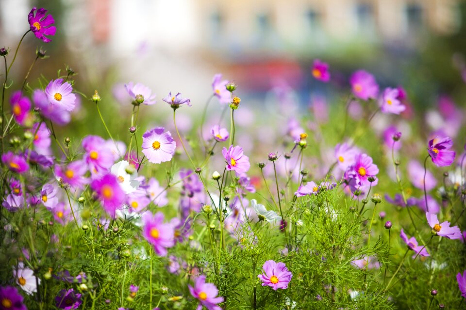 Grassland little flower pure
