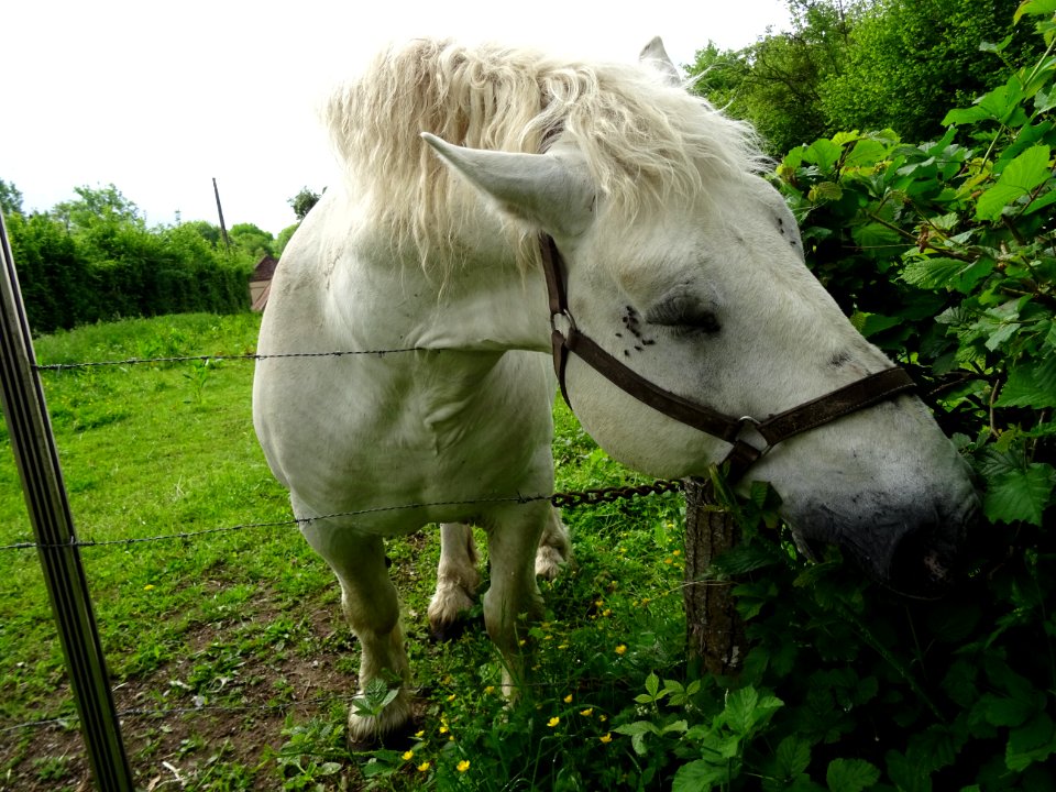 Un beau cheval blanc, gourmand et taquin 