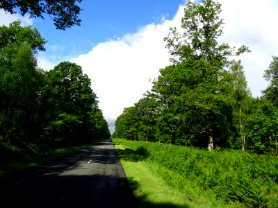 Le ciel bleu apparaît enfin, forêt de la Ferté-Vidame, Eur… 