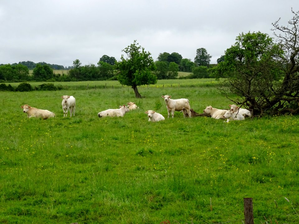 Bovidés au pré 