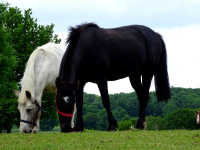 Deux beaux chevaux, au pré 