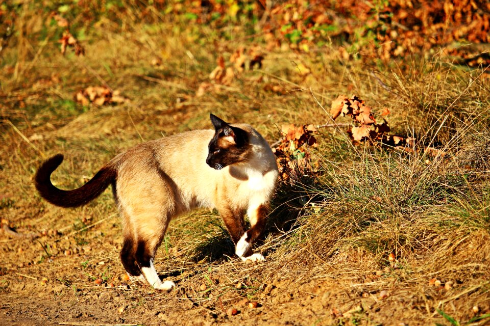 Breed cat siamese siamese cat photo