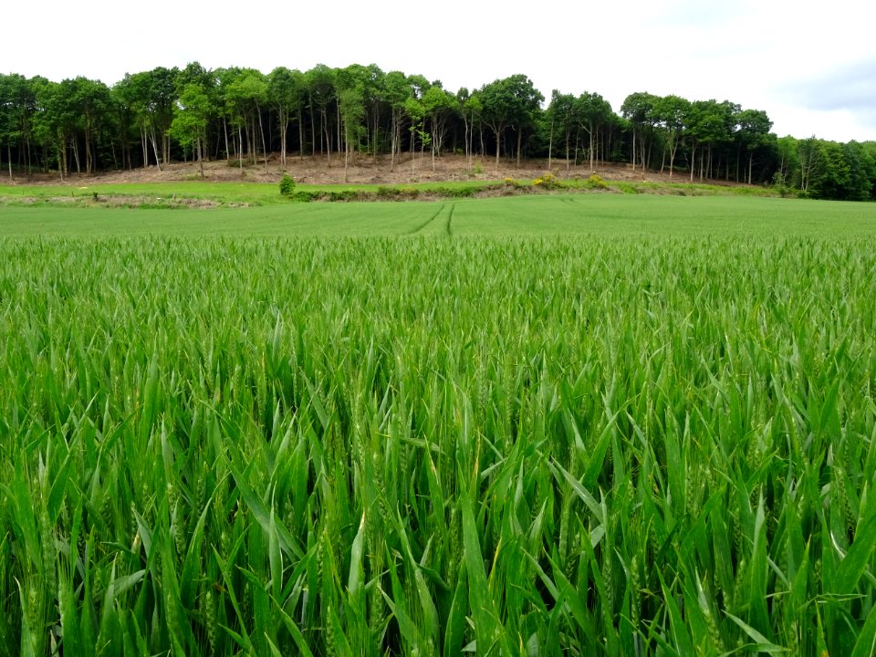 Champ d'épis de blé tout vert 